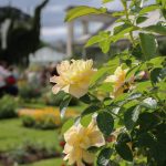 A.Rue-Loiret-Rose-jaunes-jardin