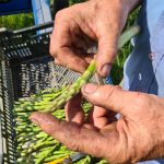 ASPERGES Ferme de la Thillaume - ADRTL L. PONTUS