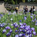 iris Parc floral de la Source,Orléans -LoiretJulie Danet (5)