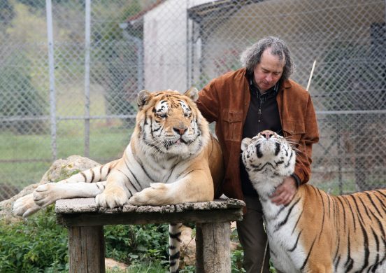 Rémy et ses 2 tigres hiver