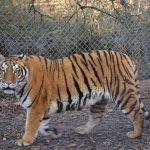 Rencontre avec les Tigres - C. CARDON ADRTL