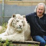tigre blanc pour adrtl p 19